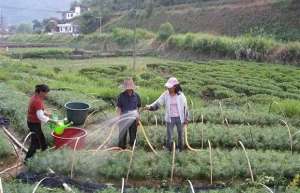 苗木生长过程中的6种施肥管理技术
