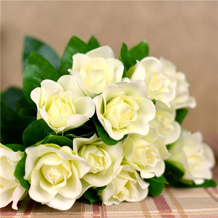 栀子花 栀子花