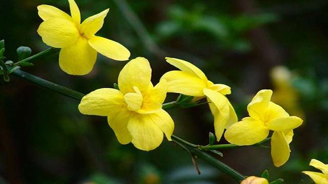 迎春花怎么养 迎春花怎么养