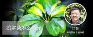 鹅掌柴怎么繁殖