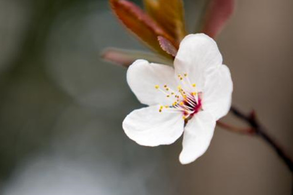 樱花开花后怎么办? 樱花开花后怎么办?
