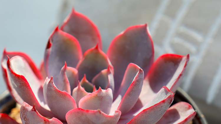 赫拉 Echeveria hera 赫拉 Echeveria hera
