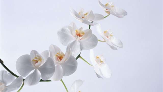 蝴蝶兰花谢后怎么处理 蝴蝶兰花谢后怎么处理
