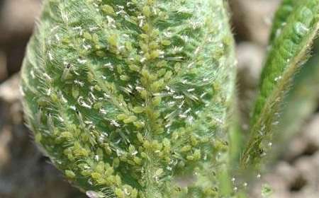 种四季豆怎样防治豆蚜?