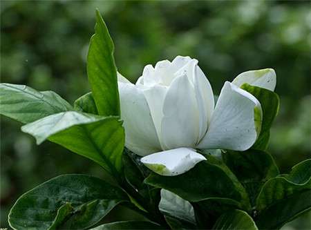 栀子花的花语传说 栀子花的花语传说