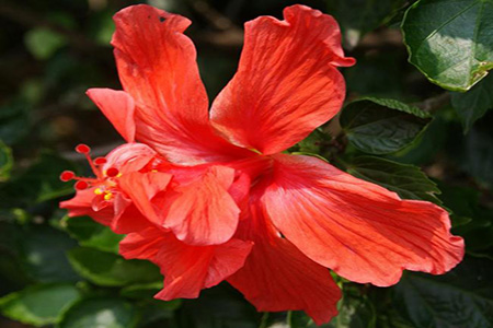 扶桑花 扶桑花