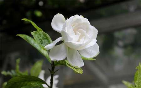 栀子花的花语 栀子花的花语