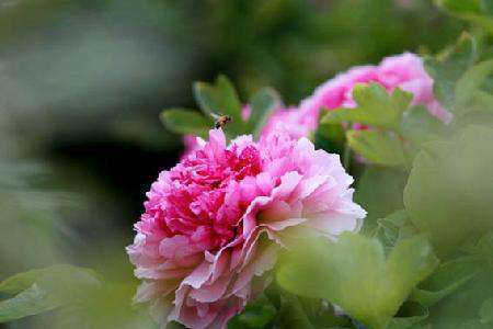 牡丹花 牡丹花