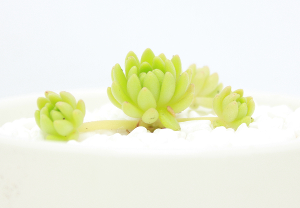 春尚