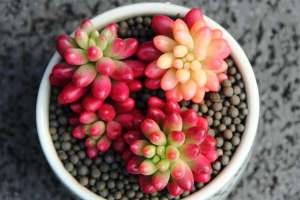 出锦的多肉植物种植技术要点