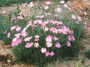 常夏石竹植株 常夏石竹植株