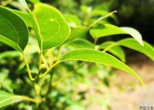 香樟种植的管理技巧
