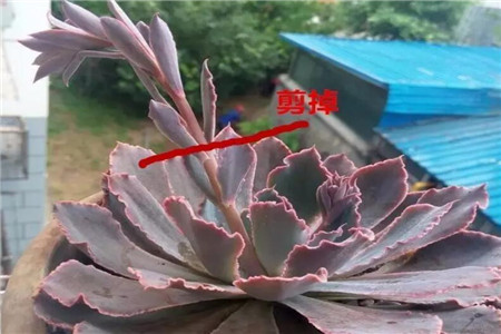 多肉剪掉花箭 多肉剪掉花箭