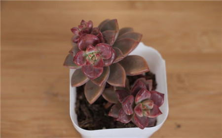多肉植物夏季可以晒太阳吗 多肉植物夏季可以晒太阳吗