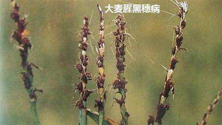 大麦怎么防治腥黑穗病和条纹病?