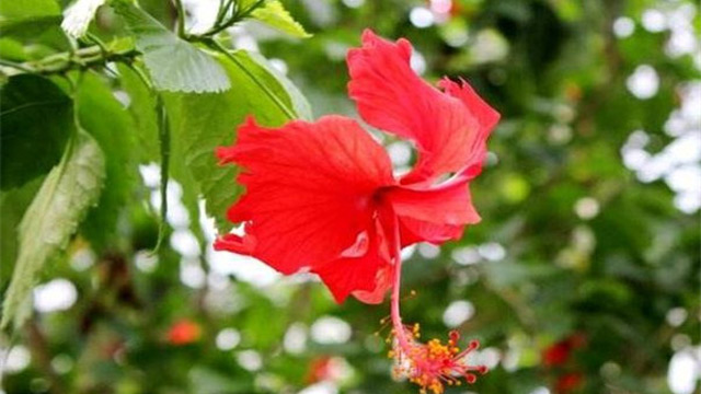 扶桑花什么时候修剪 扶桑花什么时候修剪
