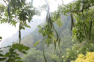 凉山：种植皂角致富 多功效带来高利润