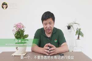 刚买的长寿花怎么养护
