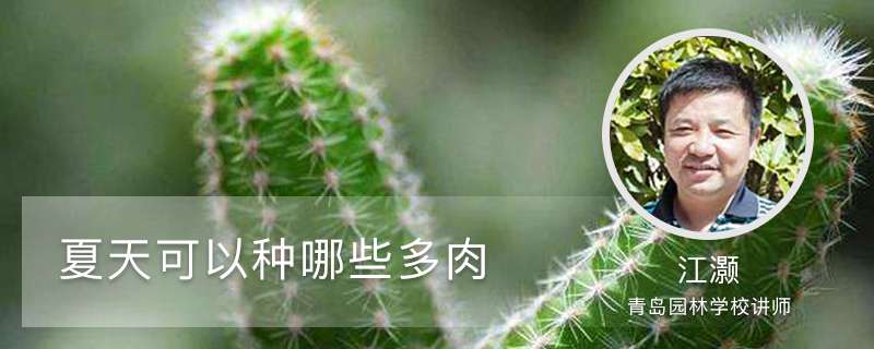 夏天可以种哪些多肉 夏天可以种哪些多肉