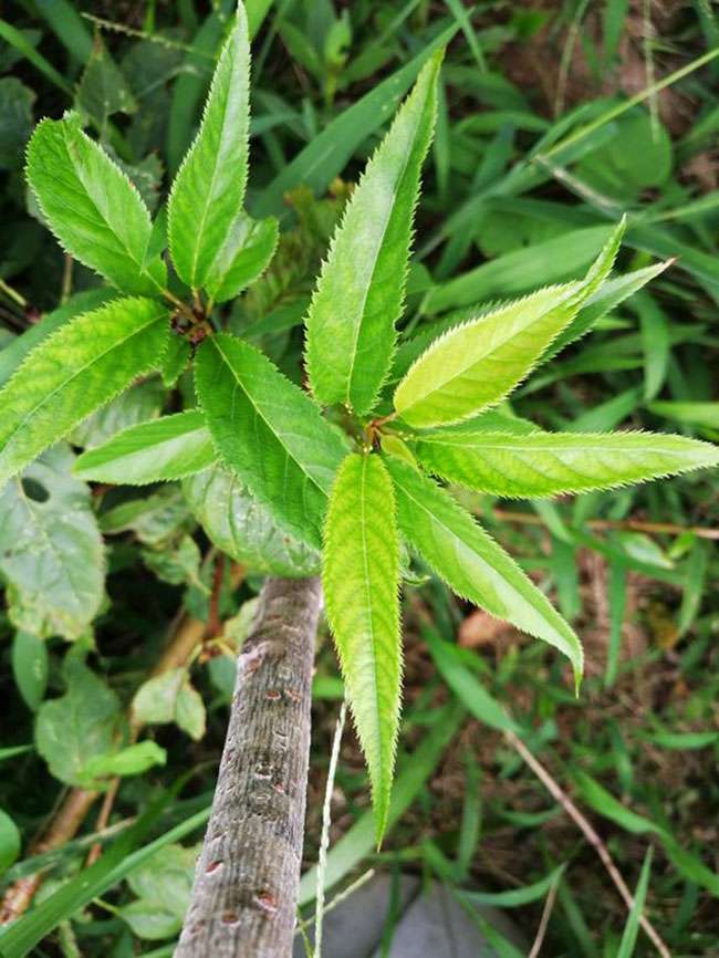 八仙红樱桃苗种植方法 八仙红樱桃苗种植方法