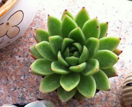 白蜡东云 白蜡东云