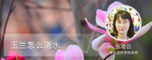 玉兰怎么浇水
