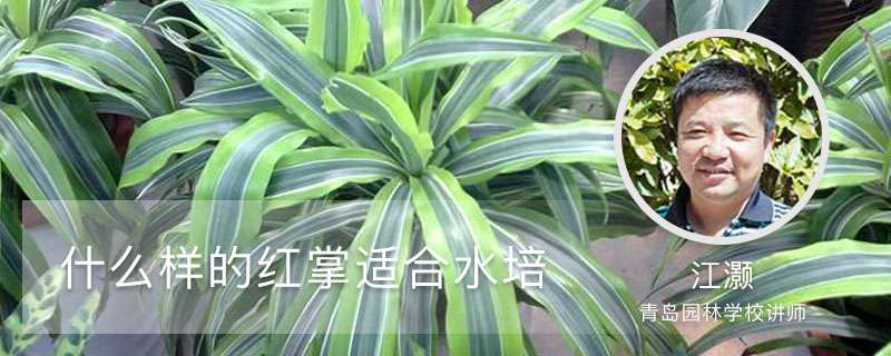 什么样的红掌适合水培 什么样的红掌适合水培