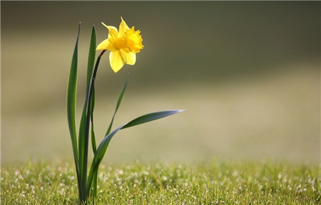 水仙花的花语大全