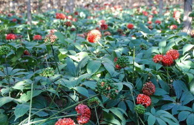 野三七是什么植物？