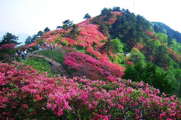 杜鹃花几天浇一次水 杜鹃花几天浇一次水
