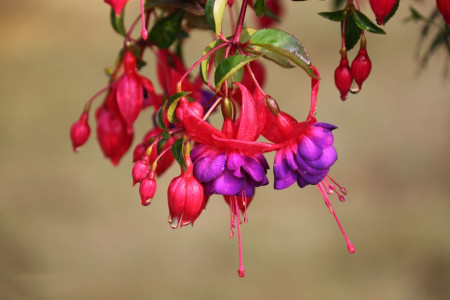 灯笼花 灯笼花