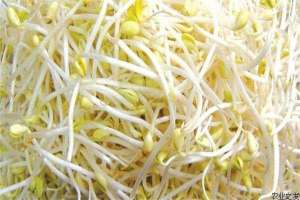 荷兰豆芽枯病防治方