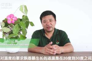 飘香藤的种植方法