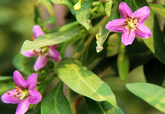 菜用枸杞开花 菜用枸杞开花