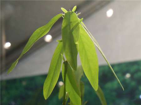 跳舞草 跳舞草