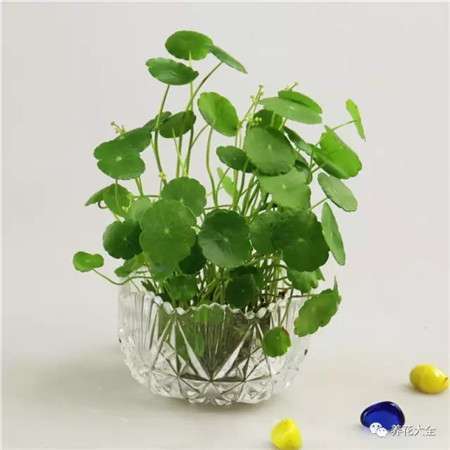 铜钱草 铜钱草