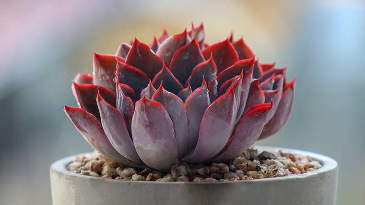 赫拉 Echeveria hera 赫拉 Echeveria hera
