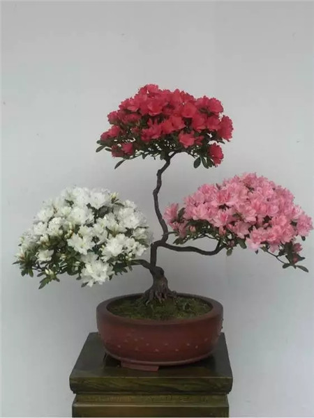 杜鹃花 杜鹃花