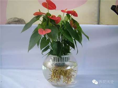 红掌 红掌
