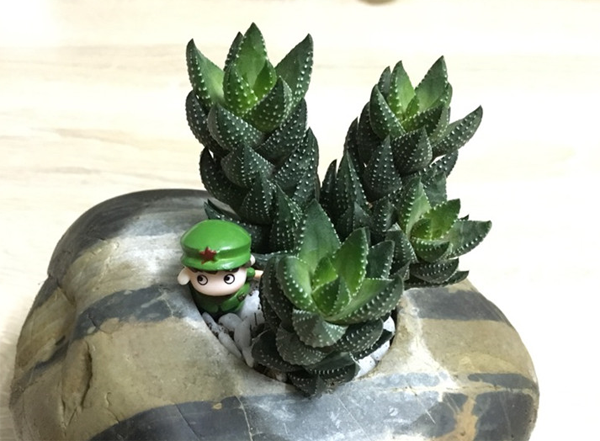 多肉植物