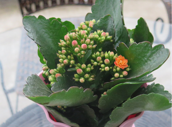 长寿花 长寿花