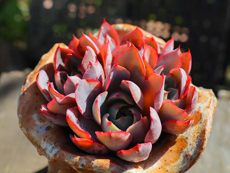 赫拉 Echeveria hera 赫拉 Echeveria hera