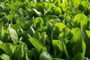 秋季小白菜种植技术