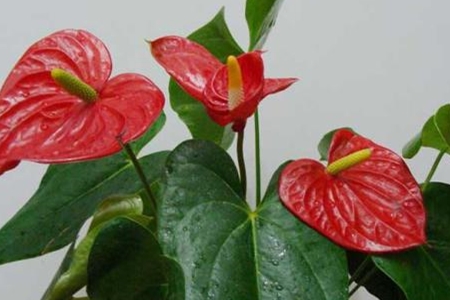 红掌 红掌