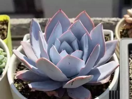 1527752763131926.png 五颜六色多肉种类盘点——白色系多肉植物