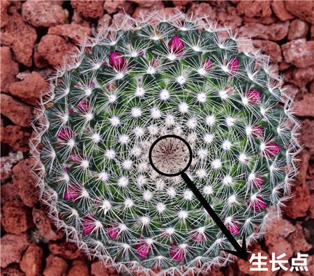 针刺仙人球 针刺仙人球