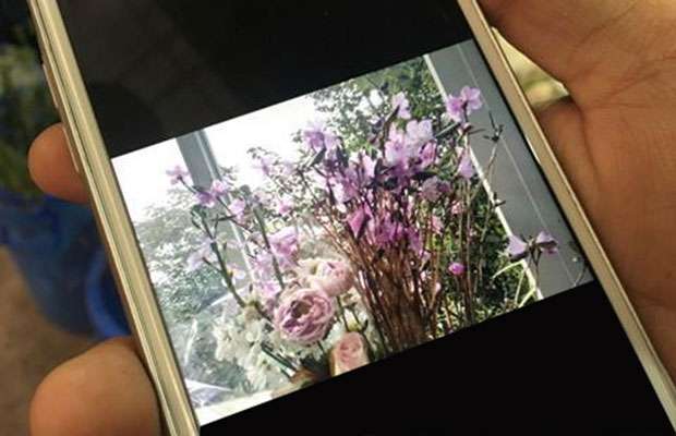 商家展示售卖的野生兴安杜鹃开花的图片.jpg