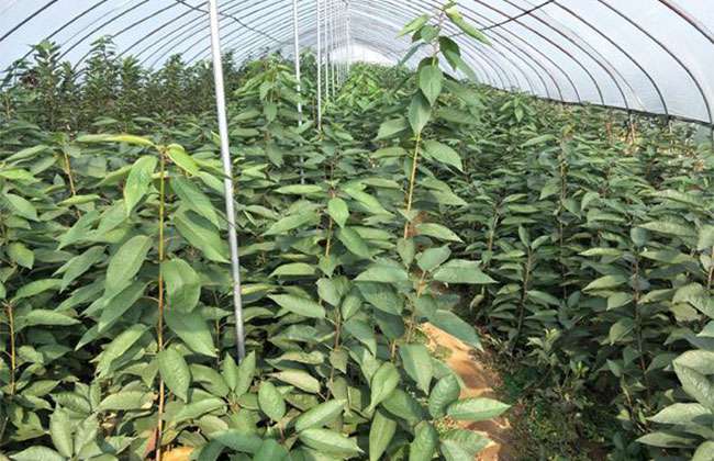 八仙红樱桃苗种植方法 八仙红樱桃苗种植方法