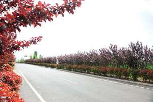 道路绿化苗木规格介绍 符合要求的苗子才有市场
