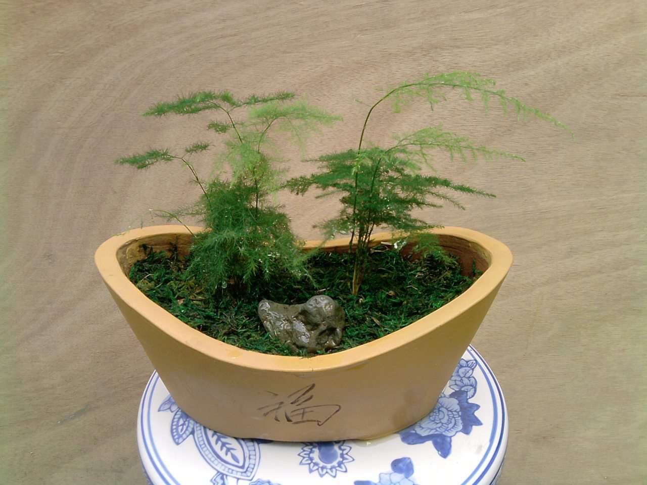 文竹可装饰家居 文竹可装饰家居